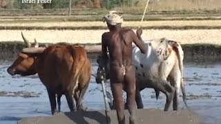 Growing Rice Field In Traditional Way The Far East