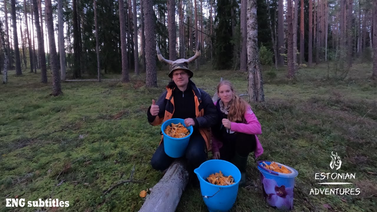 seenelk-ik-vol3-p-drak-rbsed-juustes-chaga-kotis-ja-seened-mbris