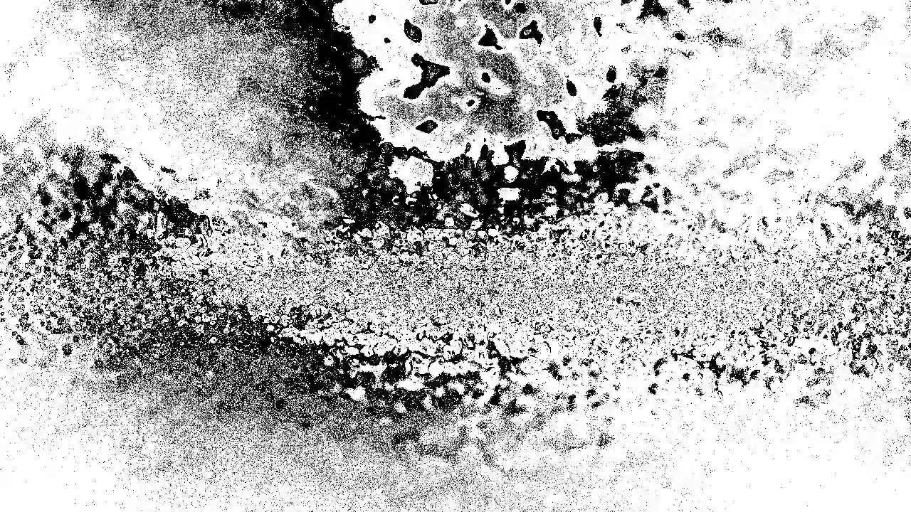 fonospectra - António Carro & Claudia Mouton