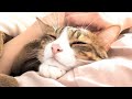 猫バロンがママと寝るまでの一部始終