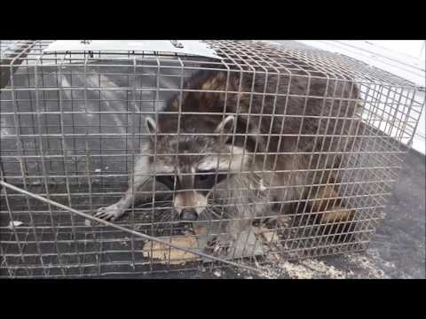 福岡県築上町　　「　捕獲した特定外来生物アライグマ　」