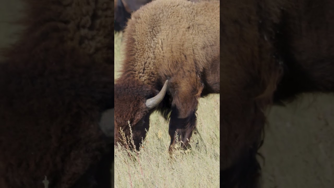 Buffalo Sounds 🦬 #bison #buffalo  #wildlife