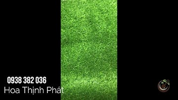 Thảm cỏ nhân sân vườn giá rẻ 0938382036 | HOA THỊNH PHÁT