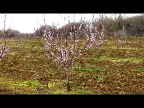 Videó: A kenguru alma szaporítása: Ismerje meg a kenguru alma növényeket
