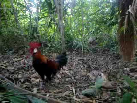 Pikat Ayam Hutan C4 - YouTube