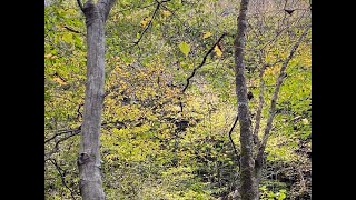 ソロキャンプ　SoloCamp   野営 雨中の焚火　nabeジィーニョ