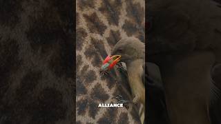 Oxpecker vs ticks and parasite- Nature's cleaning birds. #wildlife #animals #foryoupage