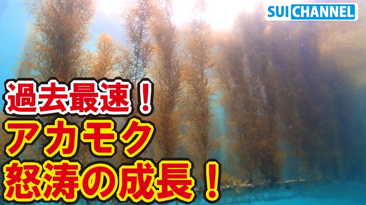 【アカモク育成】磯焼けの謎がまた1つ判明!海藻アカモクが急成長を遂げ過去最速で成熟を始めた! - YouTube