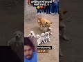 "इस डॉग की समझदारी देख के दंग रह जाओगे 😳""Dog vs World 😎 | दिल जीत लेने वाला वीडियो""ऐसा डॉग आपने