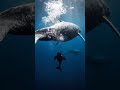 Watch a Baby Whale Be BORN — Tail First 🐋 #whale #humpbackwhale #oceanlife