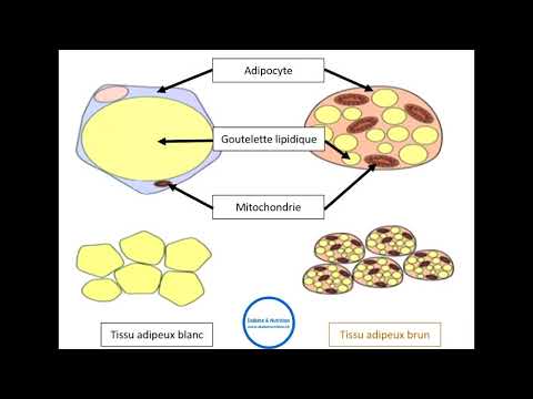 Vidéo: Pourquoi un adipocyte ou un lipocyte est-il important dans le corps ?