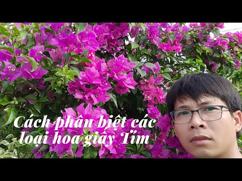 Hoa Giấy Màu Tím - Cách phân biệt các loại hoa giấy tím