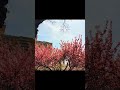 Cherry Trees in Bloom