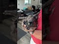 Active Dogs love Doggles for outdoor activities
