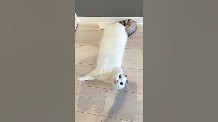 Video 2623171: cat breed munchkin, male munchkin, cute cat