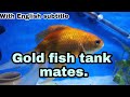 Gold fish tank mates/ suitable gold fish tank mates.