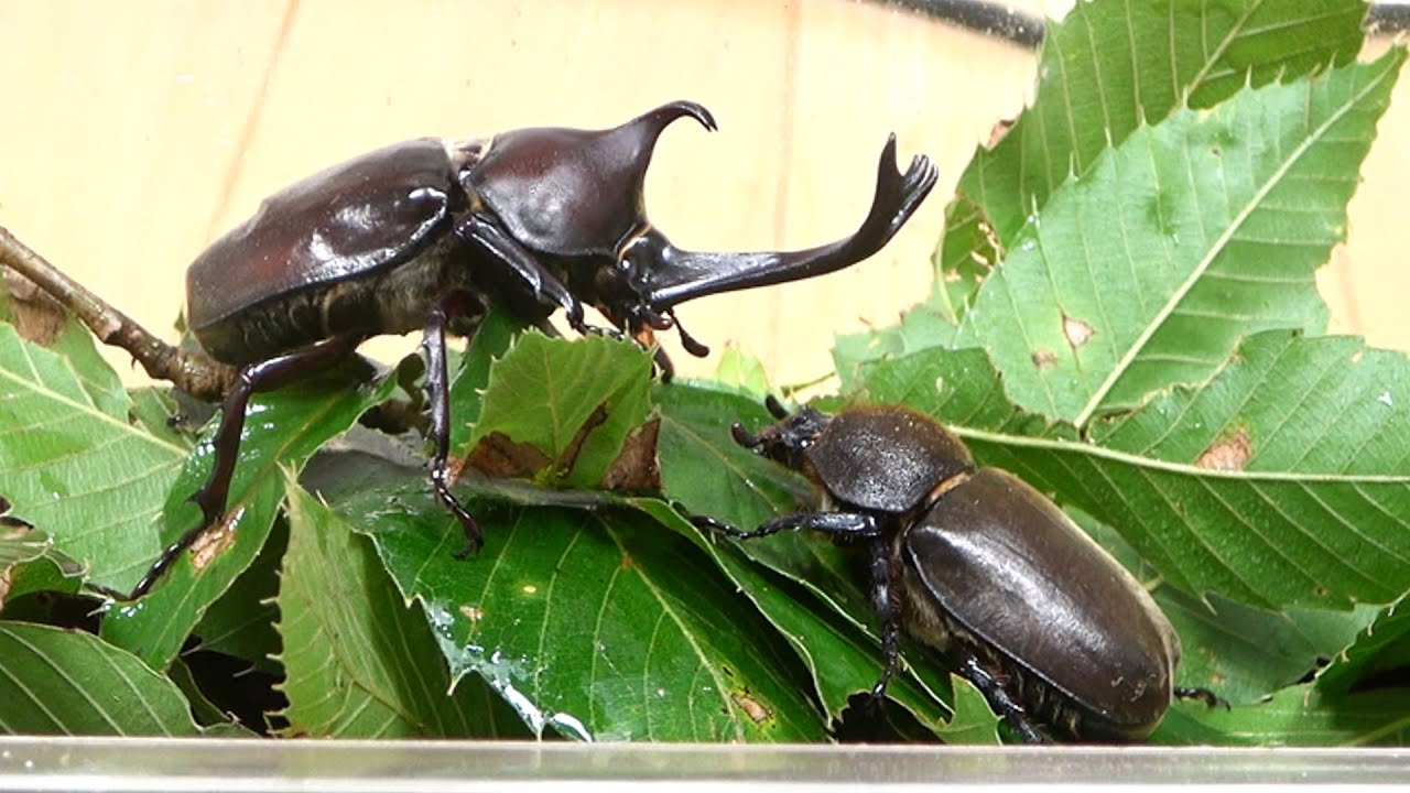 昆虫ゼリー 50クワガタ・カブトムシ・ハムスター・モモンガ