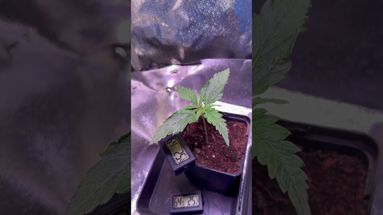Tag 9 im Leben der - AMNESIA Lemon (ERSTGROW - Tag 9, 40x40 SANlight Q1W)