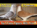 Top 5 fancy pigeons with prize  which pigeons should be reared in the beginning and how much prize will you get