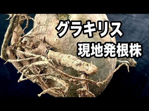 『塊根植物/コーデックス』グラキリス現地発根株で発根管理 ...