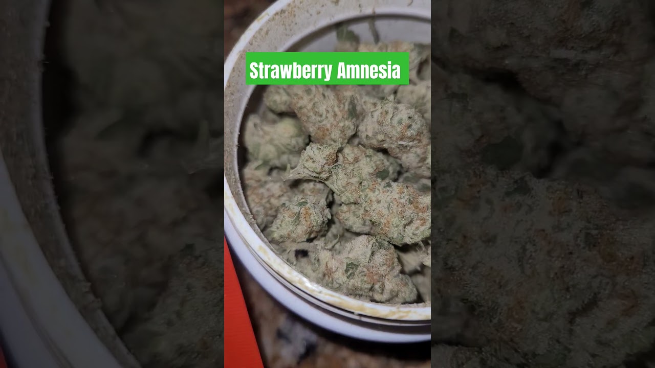 Strawberry Amnesia Sativa 