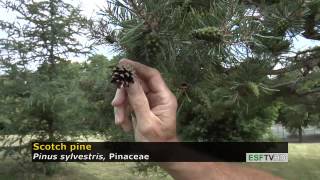 Trees with Don Leopold - Scotch pine
