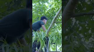 Chap6 I Built A Bamboo Treehouse Near A Stream 🌿 Beautiful Life 🏠 Life Style In Country