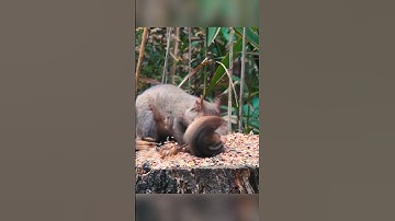 Squirrel vs Chipmunk