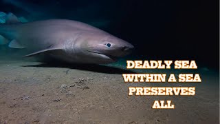 Sea Within A Sea Exploring Deadly Brine Pools & How Whale Corpses Feed Entire Ecosystems