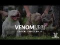 BEST OF THE POCKET BULLY | TOP AMERICAN BULLY STUDS VENOM & OMEGA MEET