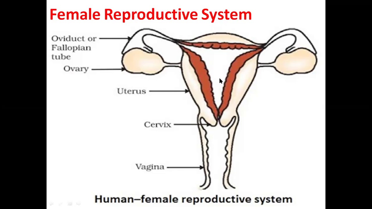 Garrapata como se reproduce