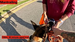 Mantrailing - 700m trail aged for 30 minutes