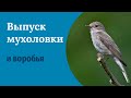 Выпуск воробья и мухоловки