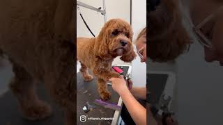 Cavapoo puppies are the cutest after their haircuts