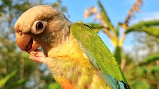 I thank everyone who liked my video : green cheek conure parrot sound.