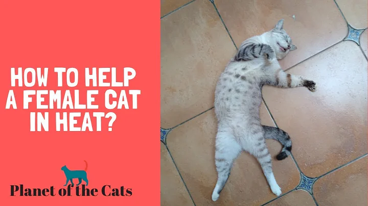 How to Help a Female Cat in Heat?