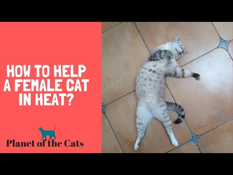 Video: How to Deal with a Female Cat in Heat: 10 Steps