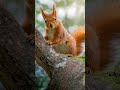 Red Squirrels - adorable and a blessing to photograph. #sonyalpha #redsquirrel #isleofwight