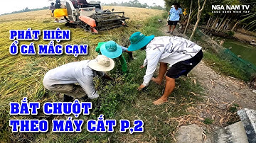 Săn bắt chuột theo máy cắt phát hiện ổ cá cạn trên ruộng ông sáu bắt cá cạn đã tay P.2/NGÃ NĂM TV