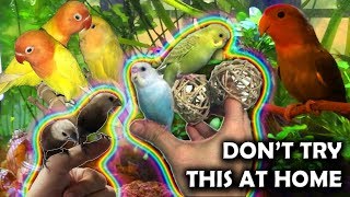 Update on the Lovebirds & Fun Facts about Budgies