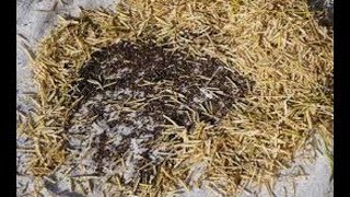The Method Of Drying The Mustard Water