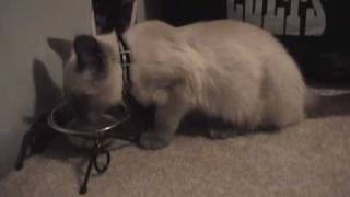 Siamese Kitten ADOPTED