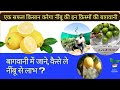 Lime 🍋 Nimbu Plants Booking open. नींबू की ये top क़िस्में देगी लाखों की कमाई #jhn 🍋🍊🍊