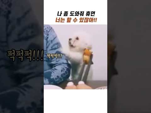 휴먼 나 좀 도와줘! 너는 할 수 있잖아 #비숑프리제 #웃긴강아지 #소형견 thumbnail