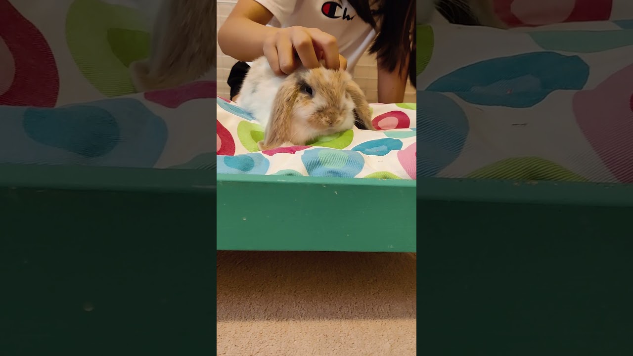 Baby Bunny Enjoying the Massage