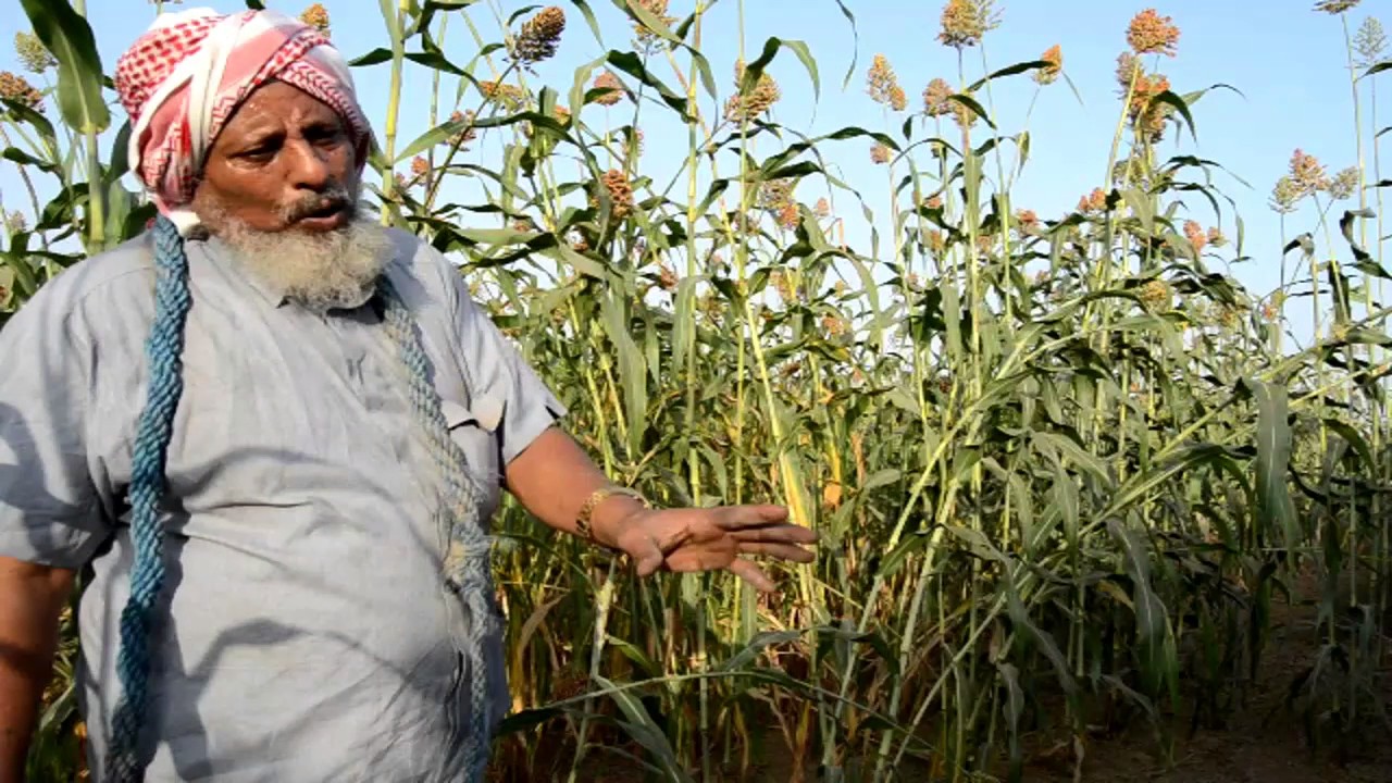 الخضير في جيزان#dance #زراعة #اكسبلور