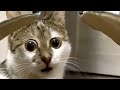 Funny cat and dog reactions   try not to laugh   chris pets