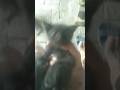 Bina bola#cat videoshort#videoclip