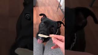 Dog ice 🐶challenge💕💓 #dogchallenge #doggy #lovepuppy #cutepuppy #dogvideos #doglover by Cutest Puppies 13 views 1 year ago 1 minute, 8 seconds