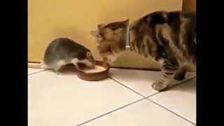 Funny animals _ funny Video?